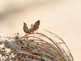 Orange Camouflaged European Dwarf Mantis. Ameles spallanzania.