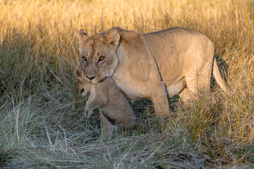 In the heart of Khwai, Botswana, a lion cub plays gently with its mother in 2025 – a touching moment of affection, playfulness, and the wild bonds of Africa - Animal of africa