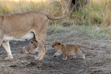 In the heart of Khwai, Botswana, a lion cub plays gently with its mother in 2025 – a touching moment of affection, playfulness, and the wild bonds of Africa - Animal of africa