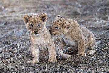 In the heart of Khwai, Botswana, a lion cub plays gently with its mother in 2025 – a touching moment of affection, playfulness, and the wild bonds of Africa - Animal of africa