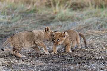 In the heart of Khwai, Botswana, a lion cub plays gently with its mother in 2025 – a touching moment of affection, playfulness, and the wild bonds of Africa - Animal of africa