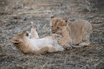 In the heart of Khwai, Botswana, a lion cub plays gently with its mother in 2025 – a touching moment of affection, playfulness, and the wild bonds of Africa - Animal of africa