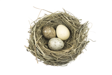 Bird nest with three eggs on white background isolated on a transparent background