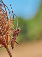 Orange Camouflaged European Dwarf Mantis. Ameles spallanzania.