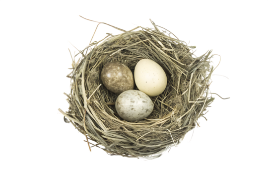 Bird nest with three eggs on white background isolated on a transparent background