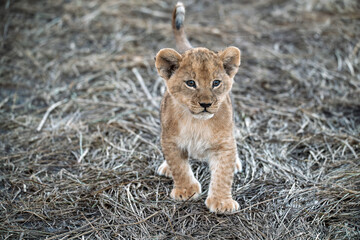 In the heart of Khwai, Botswana, a lion cub plays gently with its mother in 2025 – a touching moment of affection, playfulness, and the wild bonds of Africa - Animal of africa