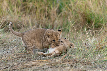 In the heart of Khwai, Botswana, a lion cub plays gently with its mother in 2025 – a touching moment of affection, playfulness, and the wild bonds of Africa - Animal of africa