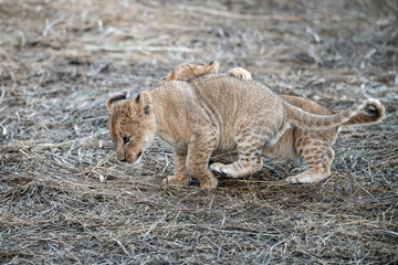 In the heart of Khwai, Botswana, a lion cub plays gently with its mother in 2025 – a touching moment of affection, playfulness, and the wild bonds of Africa - Animal of africa