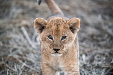 In the heart of Khwai, Botswana, a lion cub plays gently with its mother in 2025 – a touching moment of affection, playfulness, and the wild bonds of Africa - Animal of africa