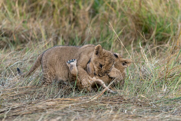 In the heart of Khwai, Botswana, a lion cub plays gently with its mother in 2025 – a touching moment of affection, playfulness, and the wild bonds of Africa - Animal of africa