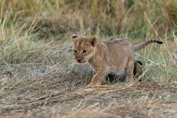 In the heart of Khwai, Botswana, a lion cub plays gently with its mother in 2025 – a touching moment of affection, playfulness, and the wild bonds of Africa - Animal of africa