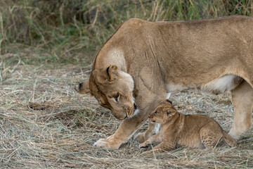 In the heart of Khwai, Botswana, a lion cub plays gently with its mother in 2025 – a touching moment of affection, playfulness, and the wild bonds of Africa - Animal of africa