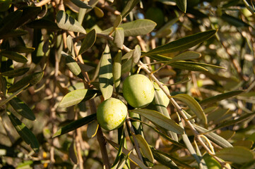 Green olives on a tree. 