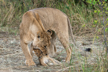 In the heart of Khwai, Botswana, a lion cub plays gently with its mother in 2025 – a touching moment of affection, playfulness, and the wild bonds of Africa - Animal of africa