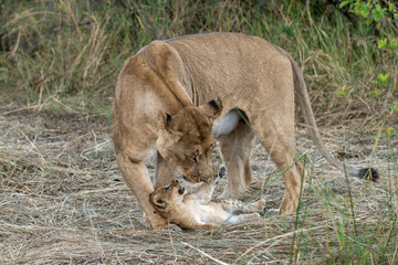 In the heart of Khwai, Botswana, a lion cub plays gently with its mother in 2025 – a touching moment of affection, playfulness, and the wild bonds of Africa - Animal of africa