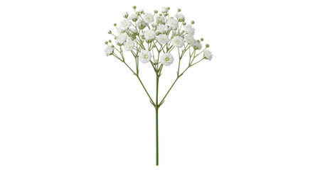 Isolated Baby's Breath Flower