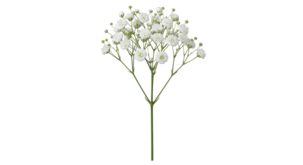Isolated Baby's Breath Flower