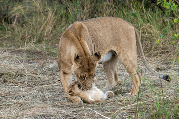 In the heart of Khwai, Botswana, a lion cub plays gently with its mother in 2025 – a touching...