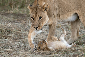 In the heart of Khwai, Botswana, a lion cub plays gently with its mother in 2025 – a touching moment of affection, playfulness, and the wild bonds of Africa - Animal of africa