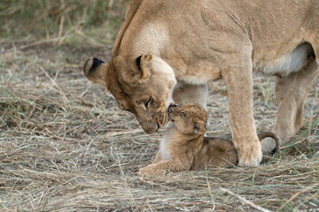 In the heart of Khwai, Botswana, a lion cub plays gently with its mother in 2025 – a touching moment of affection, playfulness, and the wild bonds of Africa - Animal of africa