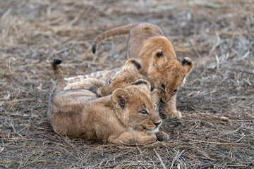 In the heart of Khwai, Botswana, a lion cub plays gently with its mother in 2025 – a touching moment of affection, playfulness, and the wild bonds of Africa - Animal of africa