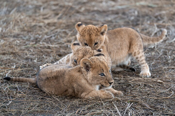 In the heart of Khwai, Botswana, a lion cub plays gently with its mother in 2025 – a touching moment of affection, playfulness, and the wild bonds of Africa - Animal of africa