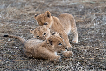 In the heart of Khwai, Botswana, a lion cub plays gently with its mother in 2025 – a touching moment of affection, playfulness, and the wild bonds of Africa - Animal of africa