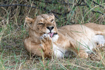 In the heart of Khwai, Botswana, a lion cub plays gently with its mother in 2025 – a touching moment of affection, playfulness, and the wild bonds of Africa - Animal of africa