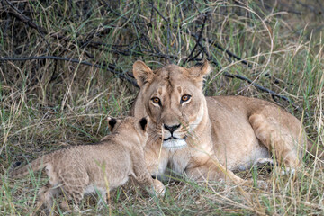 In the heart of Khwai, Botswana, a lion cub plays gently with its mother in 2025 – a touching moment of affection, playfulness, and the wild bonds of Africa - Animal of africa