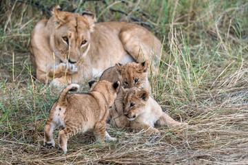 In the heart of Khwai, Botswana, a lion cub plays gently with its mother in 2025 – a touching moment of affection, playfulness, and the wild bonds of Africa - Animal of africa