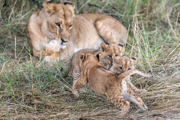 In the heart of Khwai, Botswana, a lion cub plays gently with its mother in 2025 – a touching moment of affection, playfulness, and the wild bonds of Africa - Animal of africa