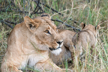 In the heart of Khwai, Botswana, a lion cub plays gently with its mother in 2025 – a touching moment of affection, playfulness, and the wild bonds of Africa - Animal of africa