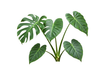 Fototapeta premium Lush green tropical leaves showcasing vibrant foliage, isolated on white background