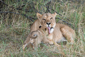 In the heart of Khwai, Botswana, a lion cub plays gently with its mother in 2025 – a touching moment of affection, playfulness, and the wild bonds of Africa - Animal of africa