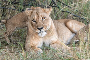 In the heart of Khwai, Botswana, a lion cub plays gently with its mother in 2025 – a touching moment of affection, playfulness, and the wild bonds of Africa - Animal of africa