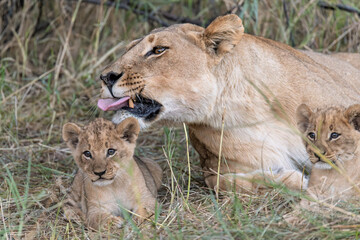 In the heart of Khwai, Botswana, a lion cub plays gently with its mother in 2025 – a touching moment of affection, playfulness, and the wild bonds of Africa - Animal of africa