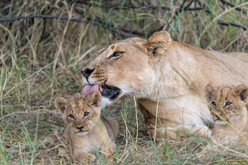 In the heart of Khwai, Botswana, a lion cub plays gently with its mother in 2025 – a touching moment of affection, playfulness, and the wild bonds of Africa - Animal of africa