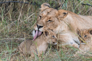 In the heart of Khwai, Botswana, a lion cub plays gently with its mother in 2025 – a touching moment of affection, playfulness, and the wild bonds of Africa - Animal of africa