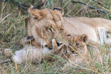 In the heart of Khwai, Botswana, a lion cub plays gently with its mother in 2025 – a touching moment of affection, playfulness, and the wild bonds of Africa - Animal of africa