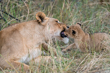 In the heart of Khwai, Botswana, a lion cub plays gently with its mother in 2025 – a touching moment of affection, playfulness, and the wild bonds of Africa - Animal of africa