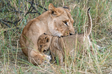 In the heart of Khwai, Botswana, a lion cub plays gently with its mother in 2025 – a touching moment of affection, playfulness, and the wild bonds of Africa - Animal of africa