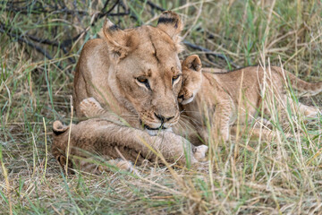 In the heart of Khwai, Botswana, a lion cub plays gently with its mother in 2025 – a touching moment of affection, playfulness, and the wild bonds of Africa - Animal of africa