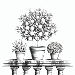 Elegant monochrome illustration of potted plants on a stone balcony railing showcasing an orange tree and blossoming flowers in a classic style