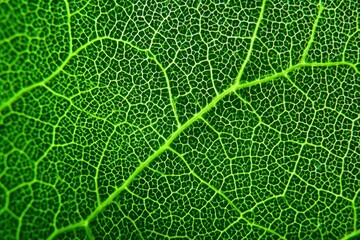 Close-up shot of a vibrant green leaf showing intricate vein patterns in great detail, highlighting texture and natural design