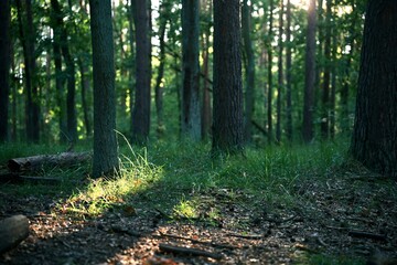 Eco tourism scene with sunlight shining through trees in a peaceful forest, ideal for sustainable travel, hiking, and nature exploration.