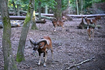 Wild mouflon herd in a natural forest habitat, symbolizing eco tourism, wildlife watching, and...