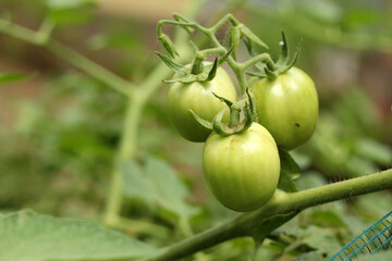 tomato fruit plant. tomato plant bearing fruit. tomatoes and tomato plants