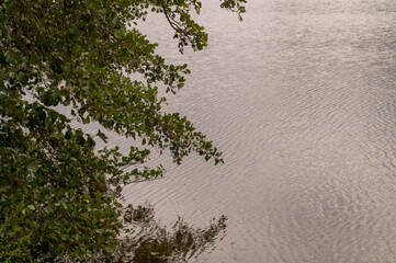Branches hanging over gently rippled water surface