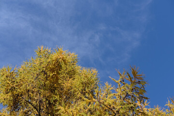 Vibrant yellow-green foliage of a coniferous tree against a clear blue sky, showcasing the beauty of autumn nature in a serene outdoor environment with bright sunlight