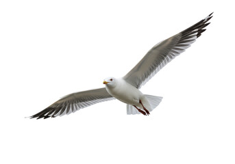 Fototapeta premium Isolated European herring gull, an iconic bird species, mid-flight against no background